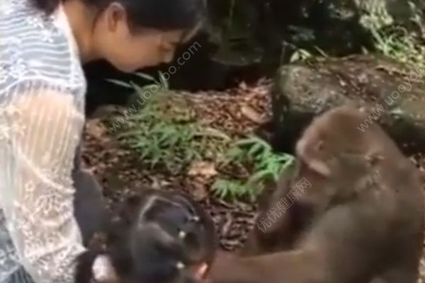 猴子被女子喂食时戏弄，一拳打趴身旁女童(1)