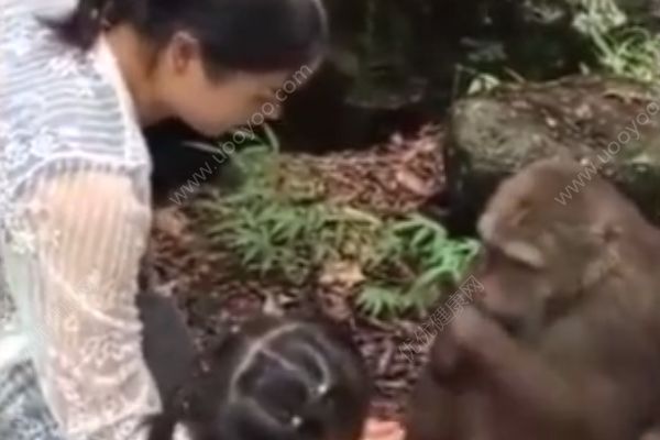 猴子被女子喂食时戏弄，一拳打趴身旁女童(2)