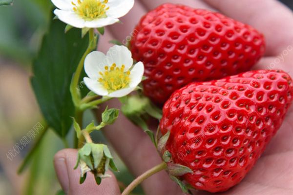 大草莓好吃还是小草莓好吃？如何挑选好吃又好看的草莓？(4)
