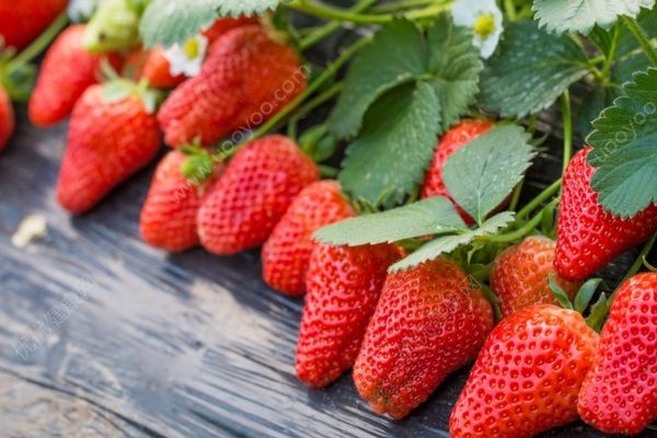 哪种草莓好吃最甜？选购草莓有哪些技巧？(3)