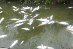 鱼塘8万斤鱼全死光：检出石油类污染物，超标572倍[多图]