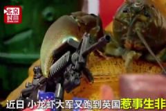 10万小龙虾围攻英国水坝，政府斥巨资展开防御[多图]