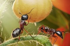 男子被蚂蚁咬伤未及时就医，回家昏迷后不幸身亡[多图]