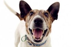 男子遛狗不牵绳吓哭4岁女童：被咬打狂犬疫苗就行[多图]