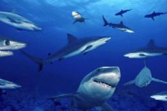 女童被商场鲨鱼咬伤致手部骨折，母亲：它突然跳起[多图]