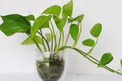 吸甲醛的植物有哪些？甲醛有什么检测方法？[图]